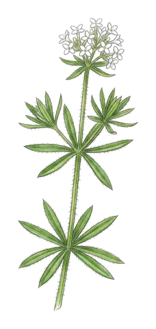 Asperula setosa