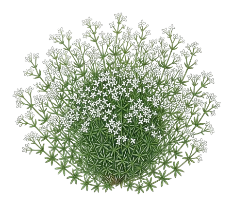 دووگنە