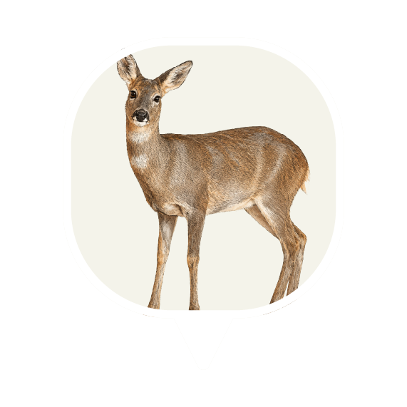Goitered Gazelle