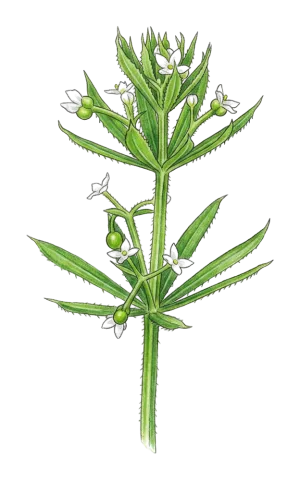 Galium tricornutum