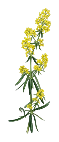 دووگنە، سوێتچکە، دووگنە، ئامان، دەلمە، ئامان، پەنتڕ، شۆنگرستن، خونمی، مێزەرەمیلا، گیای دووسەرە، ڕۆناسەگیا، گرگتک