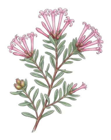 Plocama calabrica