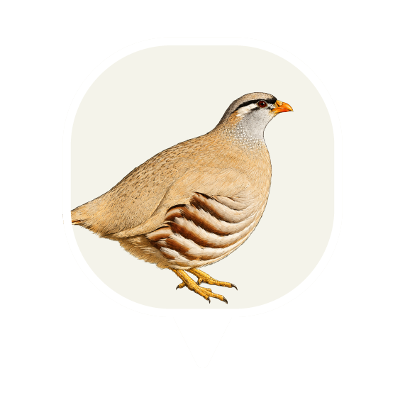 See-see Partridge