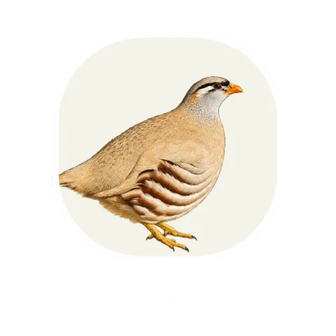 See-see Partridge