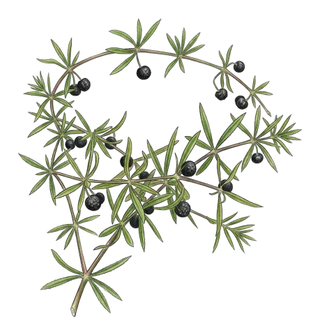 Rubia tenuifolia
