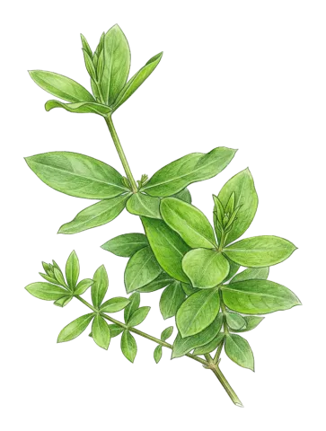 ڕۆنیاس، سۆرنگ، ڕوونیاس، ڕویناس، ڕنیاس، ڕێناس، رونی، رۆناسەگیا، روونەریس