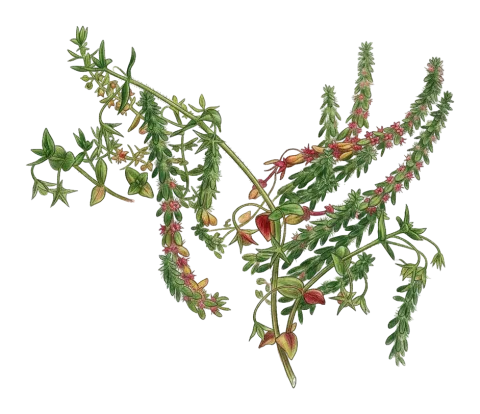 Valantia hispida