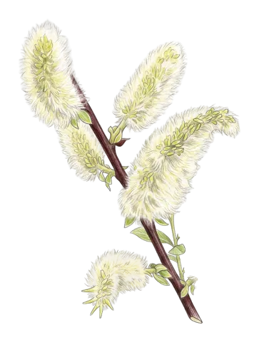 Salix aegyptiaca