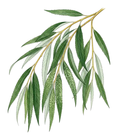 Salix babylonica