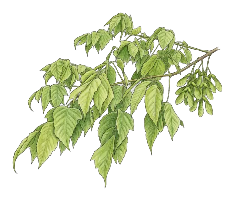 Acer negundo