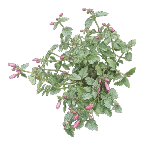 Scrophularia amadiyana