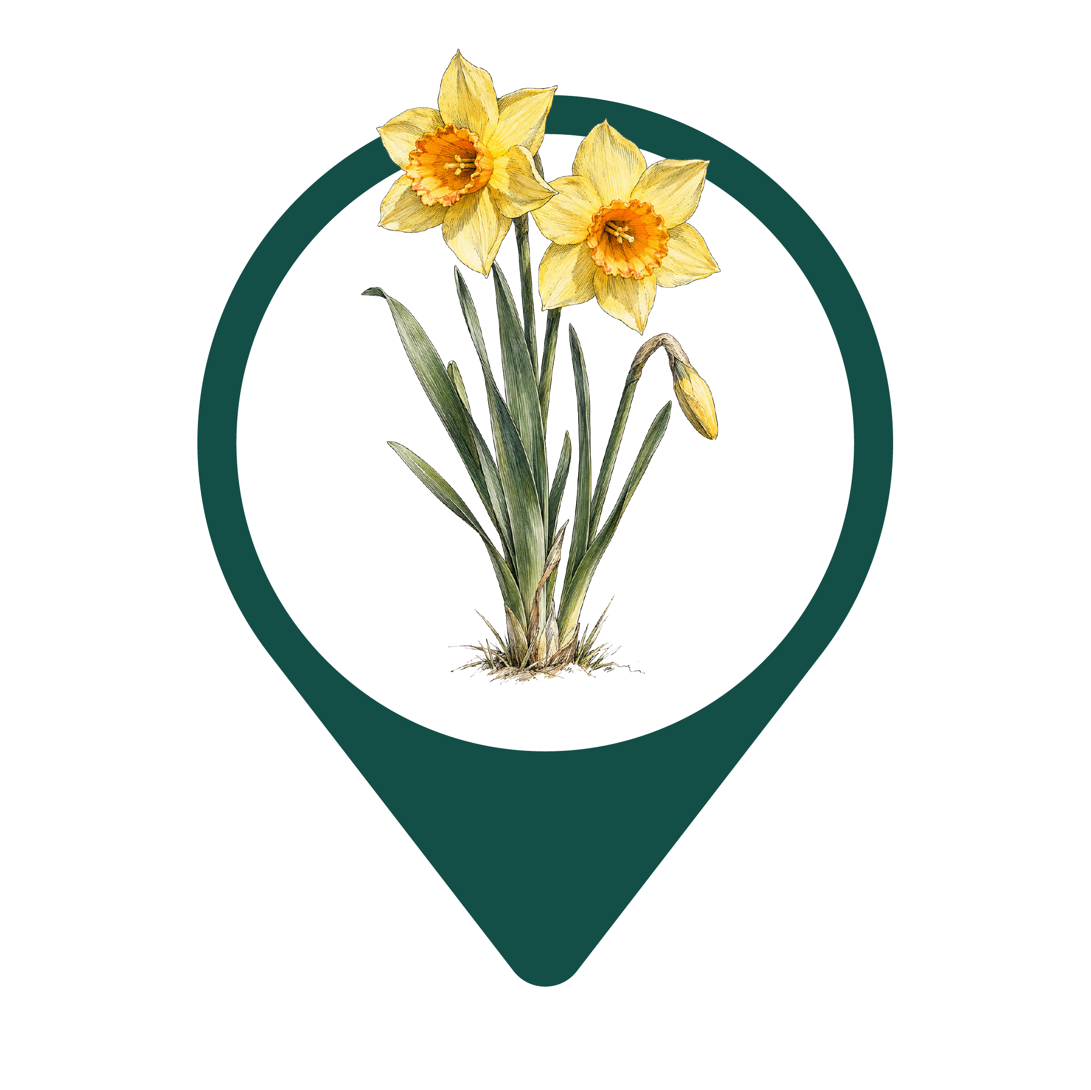 Bunch-flowered Daffodil (Nergiz)