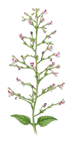 Scrophularia kollakii