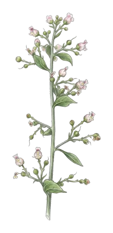 Scrophularia rimarum