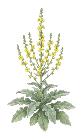 Verbascum carduchorum