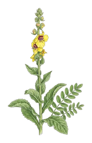 Verbascum macrocarpum