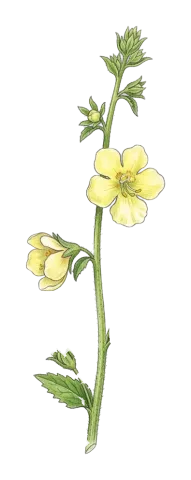 Verbascum orientale