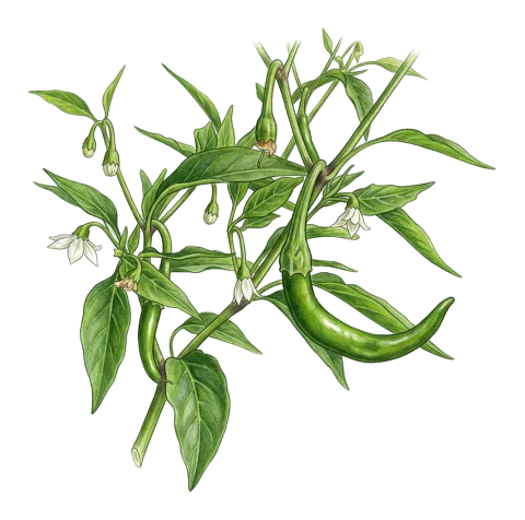 Capsicum annuum