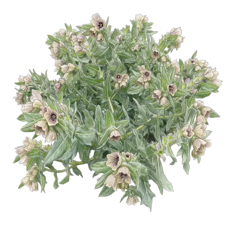 گیامارانە