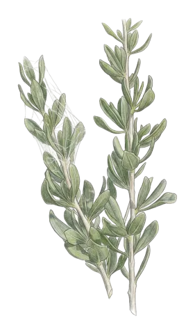 چاڵی، تاوکەتاڵە
