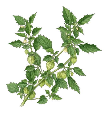 Physalis angulata