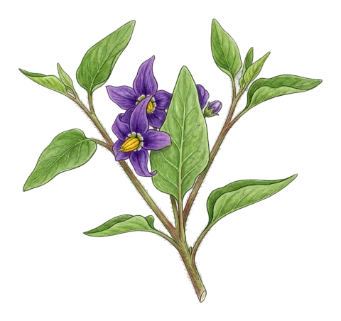 ڕێزلە پێچ