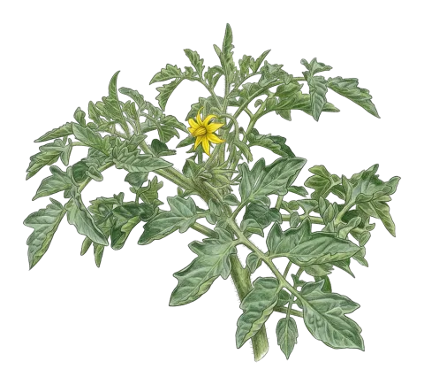 Solanum lycopersicum