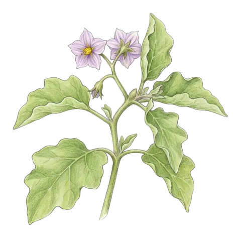 Solanum melongena