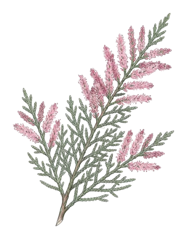Tamarix florida