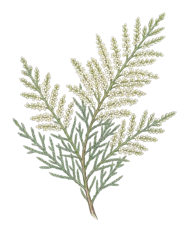 Tamarix ramosissima