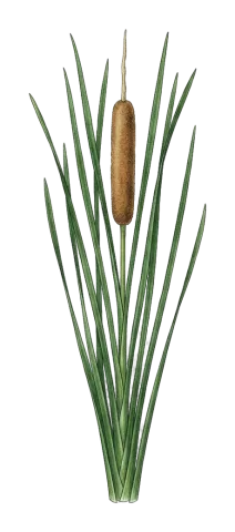 Typha domingensis