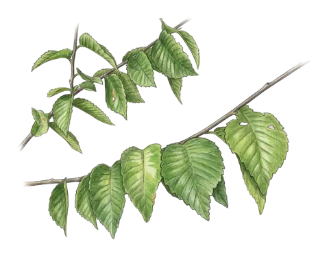 Ulmus minor