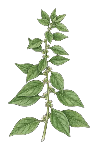 Parietaria lusitanica