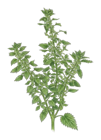 Urtica urens