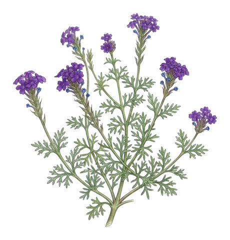 Verbena pulchella
