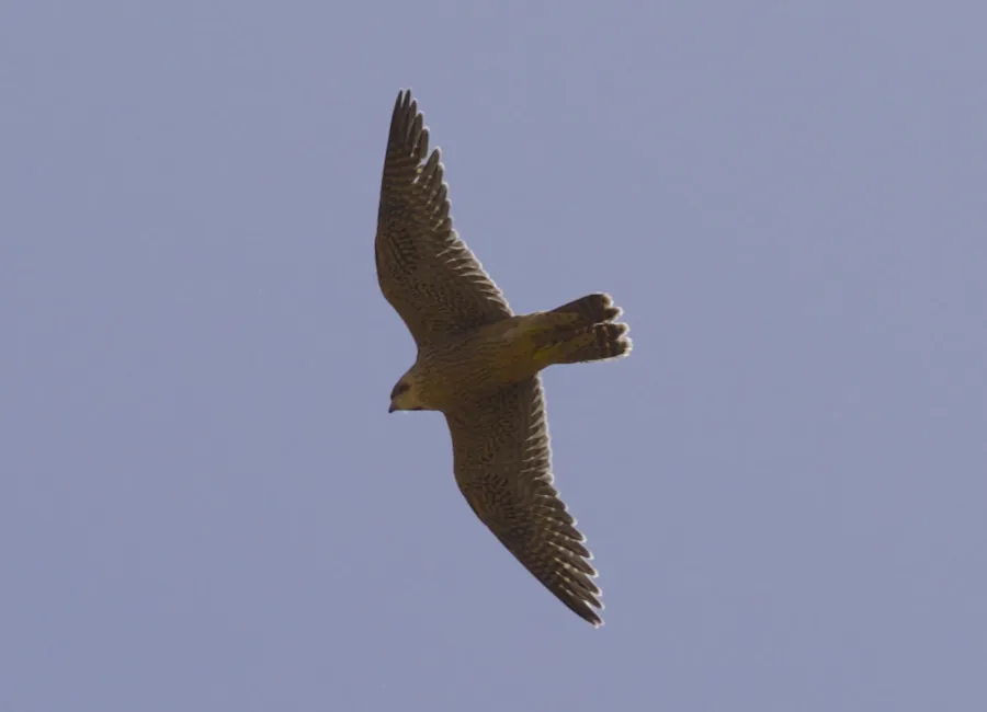 Barbary Falcon
