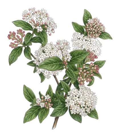 Viburnum tinus