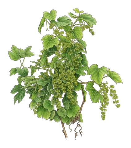 Vitis hissarica