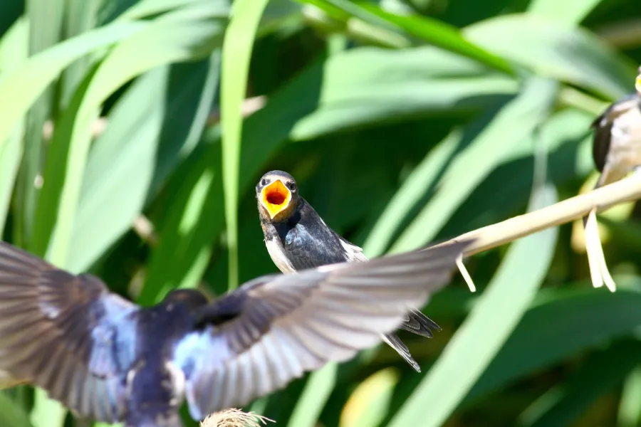 Barn Swallow