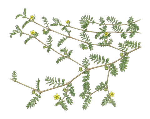 Tribulus terrestris