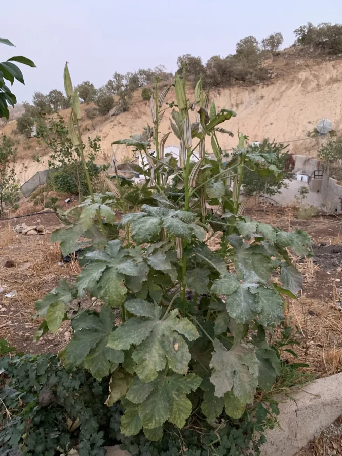 Abelmoschus esculentus