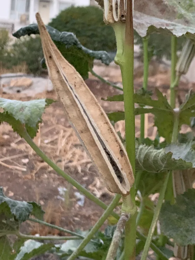 Abelmoschus esculentus