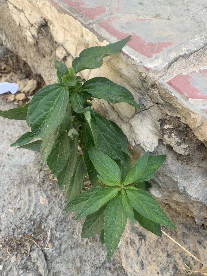 Acalypha australis