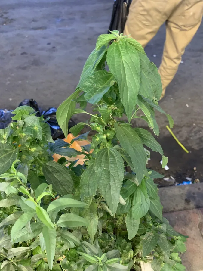 Acalypha australis