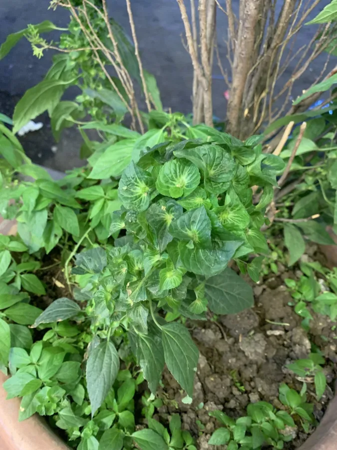 Acalypha australis