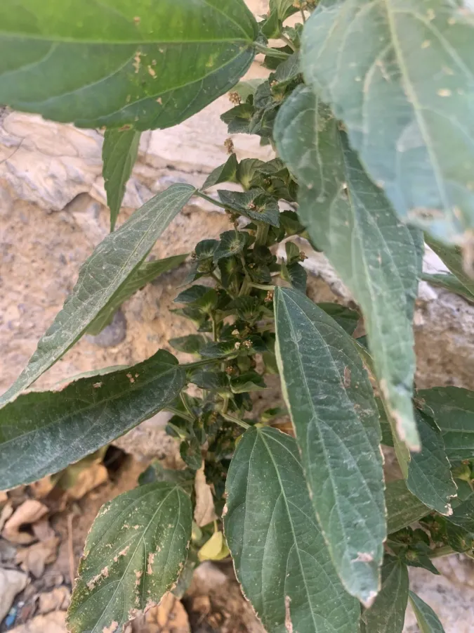 Acalypha australis