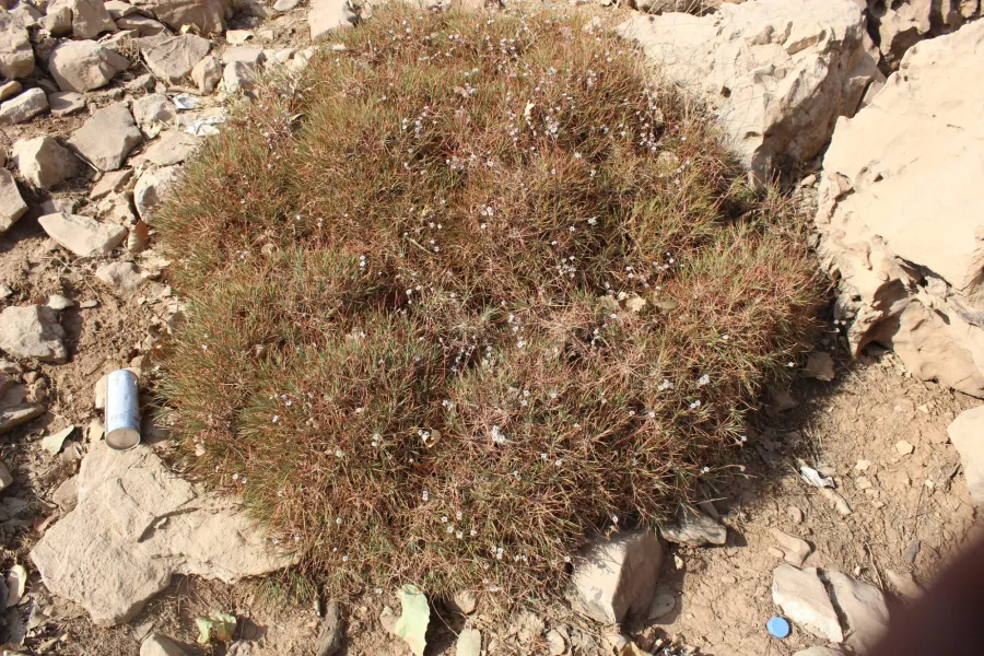 Acantholimon acerosum