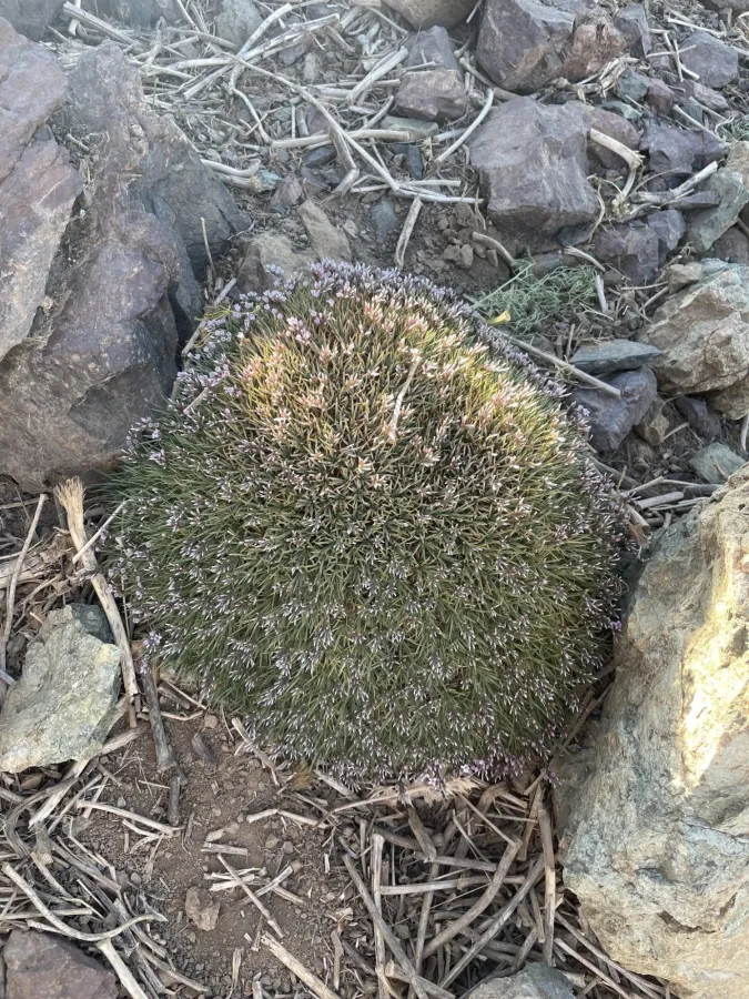 Acantholimon androsaceum