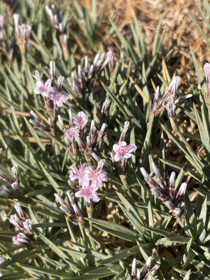 Acantholimon androsaceum