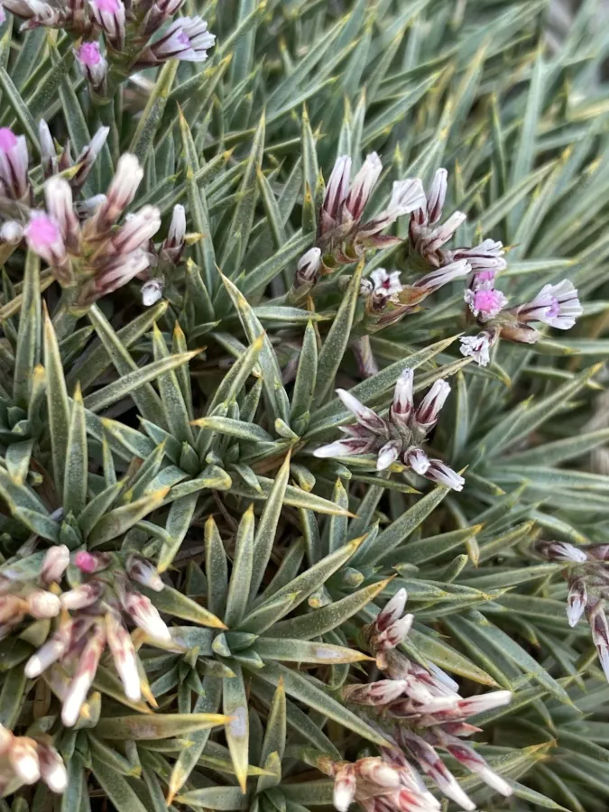 Acantholimon androsaceum